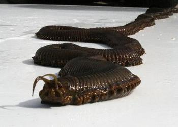 giant killer sea worm