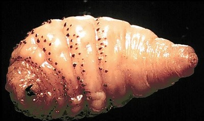 the human bot fly larvae