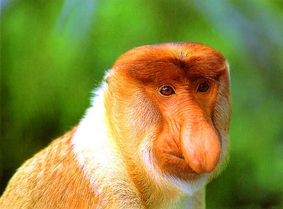 the proboscis monkey