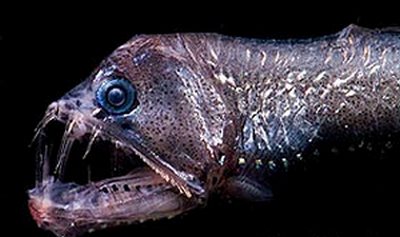 the viperfish