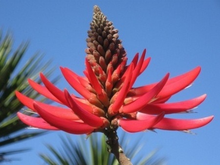 the naked coral tree