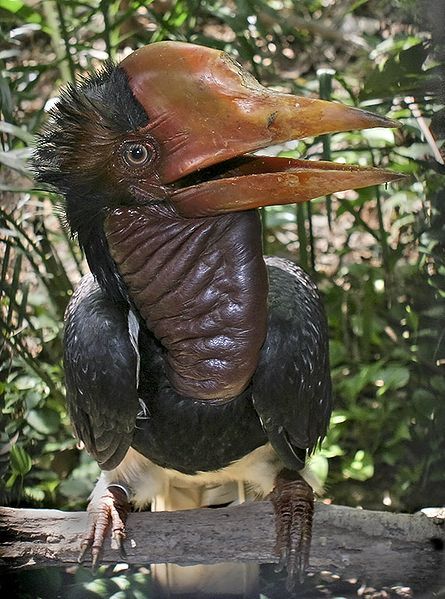 helmeted hornbill01
