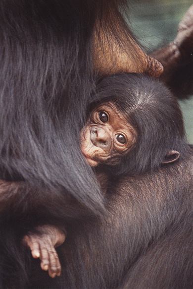 bonobo monkeys