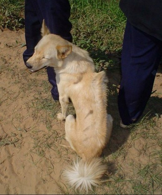 cambodian razorback dog
