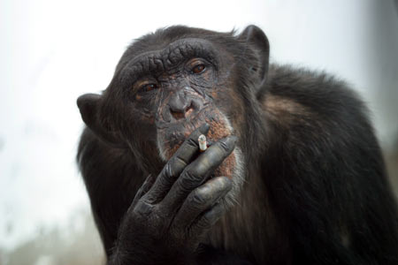 chimp sent to rehab