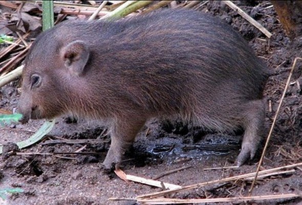 pygmy hog