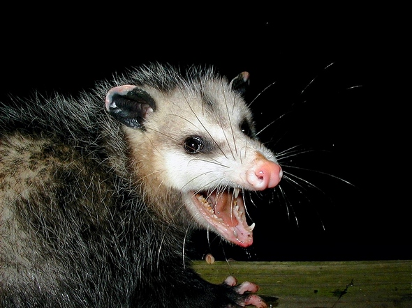 possums02