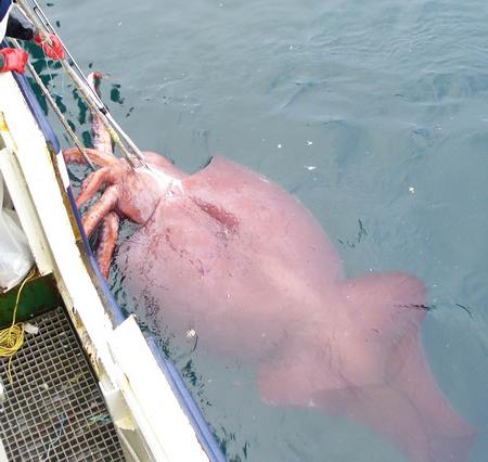 colossal squid01