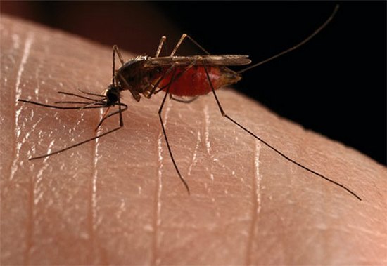 mosquito gatherer02