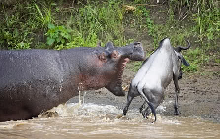 hippos1