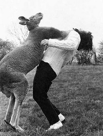 angriest kangaroo