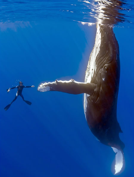 hippest whale