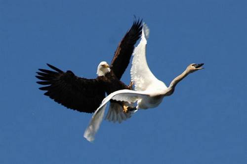 horniest eagle