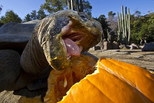 pumpkin tortoise