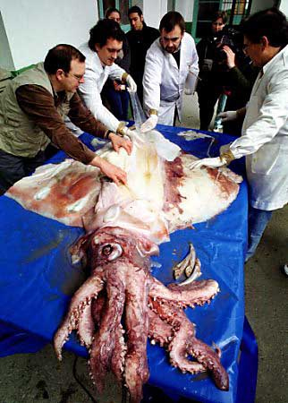 dana squid