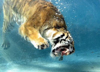 water tigers1