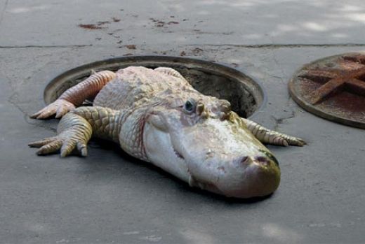 There Are Gators in the New York Sewers