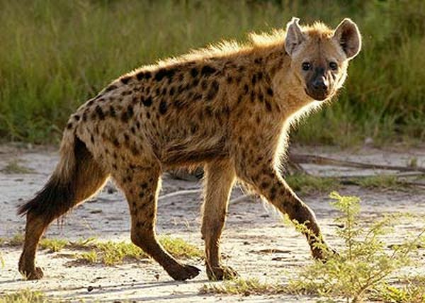 Spotted Hyena Eats (Mostly) Anything