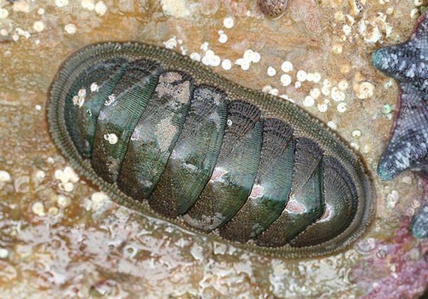 The Iron Jaw of Chitons 