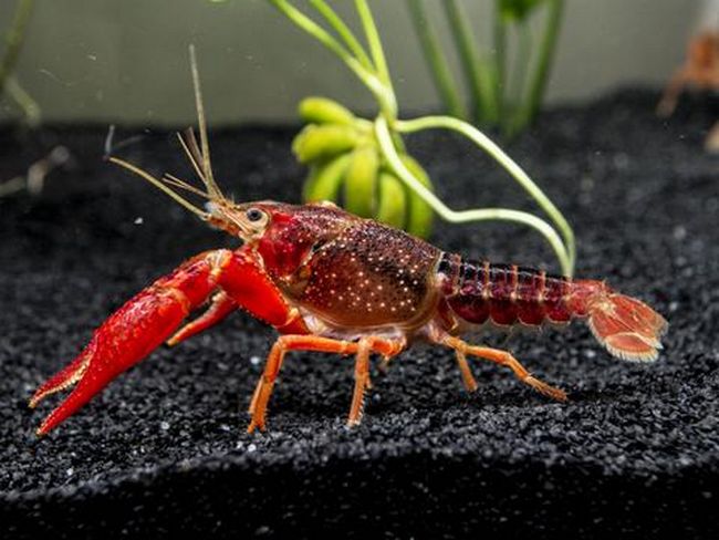 The Anxiety of Crayfish