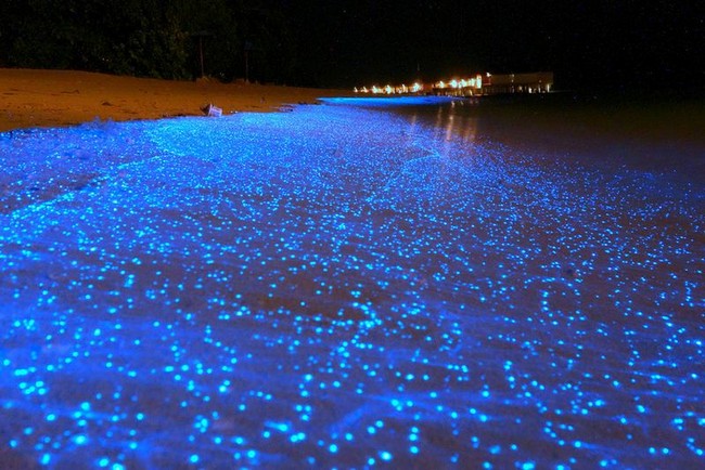 Beaches That Glow