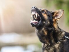 8 Most Aggressive Dog Breeds of 2023: Temperament Ratings