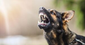 8 Most Aggressive Dog Breeds of 2023: Temperament Ratings