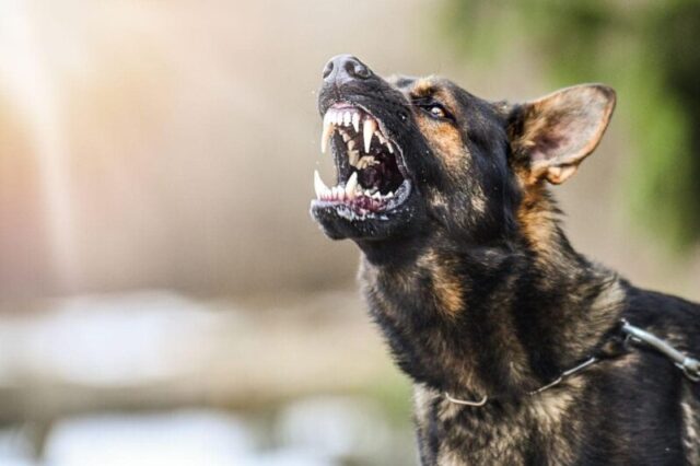 8 Most Aggressive Dog Breeds of 2024: Temperament Ratings