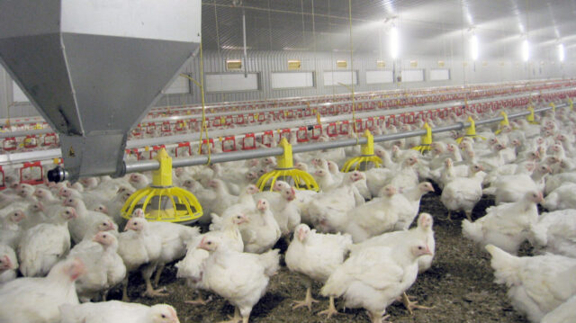 Automated Feeding Systems - poultry farming