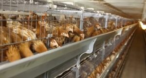 Modern Poultry Equipment - Innovations in Raising Healthy Flocks